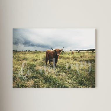 Highland Cow in Field Canvas Print Framed or Unframed