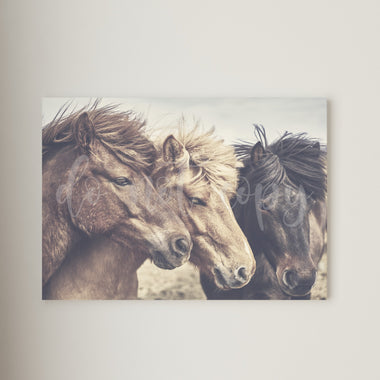 Wild Horses Canvas Print Framed or Unframed
