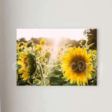 Sunflower Canvas Print Framed or Unframed