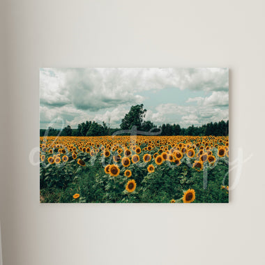 Sunflower Field Canvas Print Framed or Unframed
