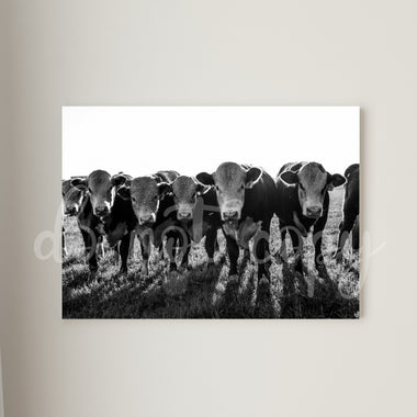 Black and White Cow Herd Canvas Print Framed or Unframed