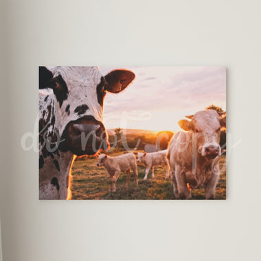 Cow Duo Canvas Print Framed or Unframed