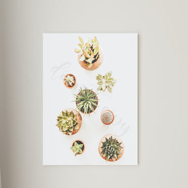 Potted Succulents Canvas Print Framed or Unframed