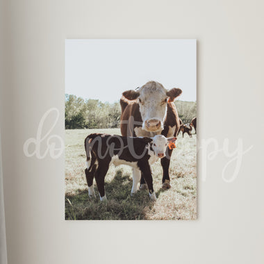 Mama Cow and Baby Canvas Print Framed or Unframed