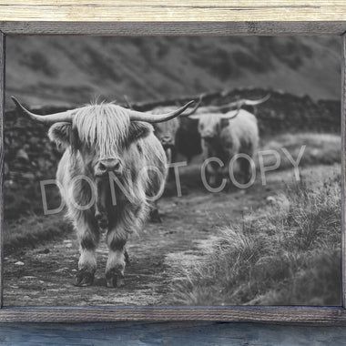 Black and White Highland Cow Canvas Print Framed or Unframed
