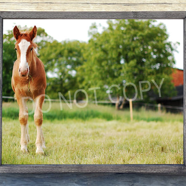 Brown Colt Canvas Print Framed or Unframed