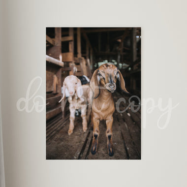 Baby Goats Printed Canvas
