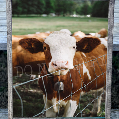 Baby Cow Canvas Print Framed or Unframed