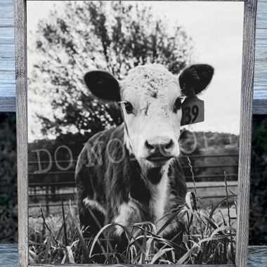 Baby Cow 39 Canvas Print Framed or Unframed