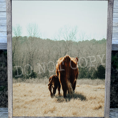 Back Cow Baby and Mom Canvas Print Framed or Unframed