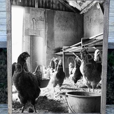 Chicken Group Canvas Print Framed or Unframed