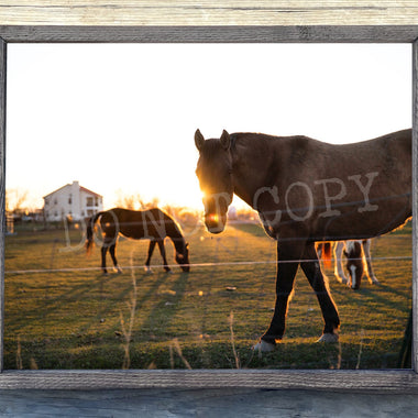 Horses Canvas Print Framed or Unframed