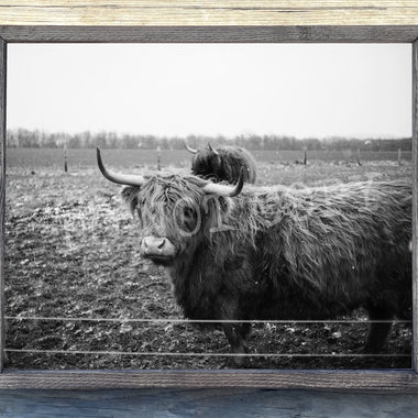 Black and White Highland Cow Canvas Print Framed or Unframed