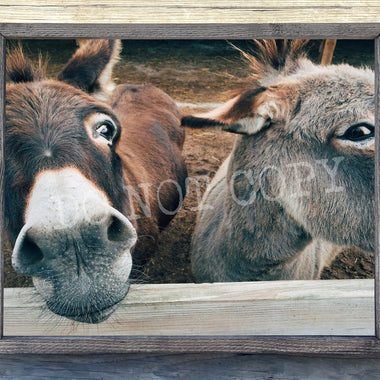 Donkeys Canvas Print Framed or Unframed