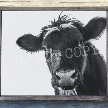 Black Cow Canvas Print Framed or Unframed
