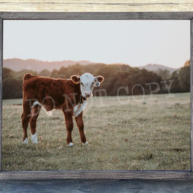 Baby Cow Canvas Print Framed or Unframed