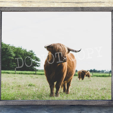 Highland Cow 2 Canvas Print Framed or Unframed