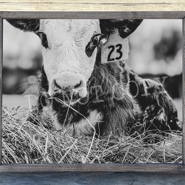 Baby Cow 23 Canvas Print Framed or Unframed