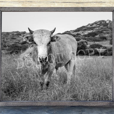 Bull Canvas Print Framed or Unframed