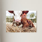 Baby Cow 23 Canvas Print Framed or Unframed