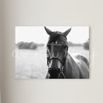 Black Horse Canvas Print Framed or Unframed