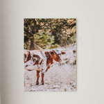 Brown/White Longhorn Cow #2 Canvas Print Framed or Unframed