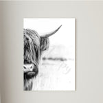 Half Face Highland Cow #2 Canvas Print Framed or Unframed