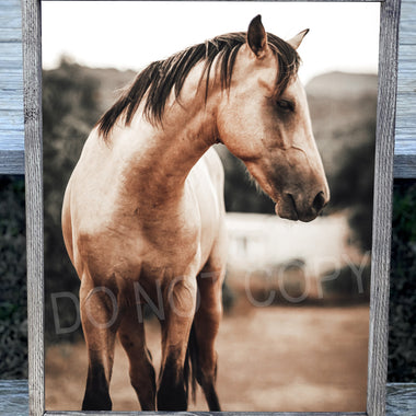 Horse Canvas Print Framed or Unframed