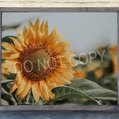 Sunflower Canvas Print Framed or Unframed