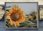 Sunflower Canvas Print Framed or Unframed