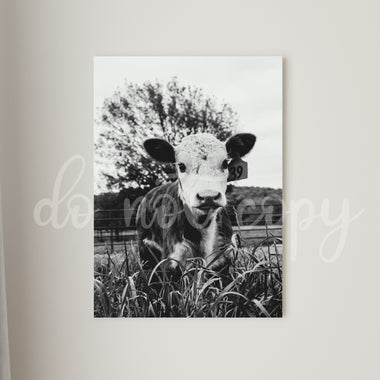 Baby Cow 39 Tag Printed Canvas