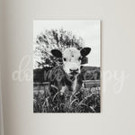 Baby Cow 39 Tag Printed Canvas