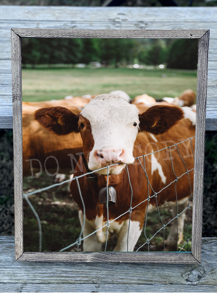Baby Cow Canvas Print Framed or Unframed