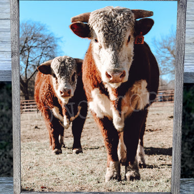 Double Cow Canvas Print Framed or Unframed