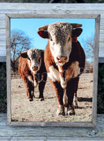 Double Cow Canvas Print Framed or Unframed