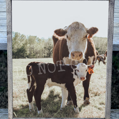 Mom and Baby Cow Canvas Print Framed or Unframed