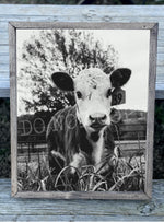 Baby Cow 39 Canvas Print Framed or Unframed
