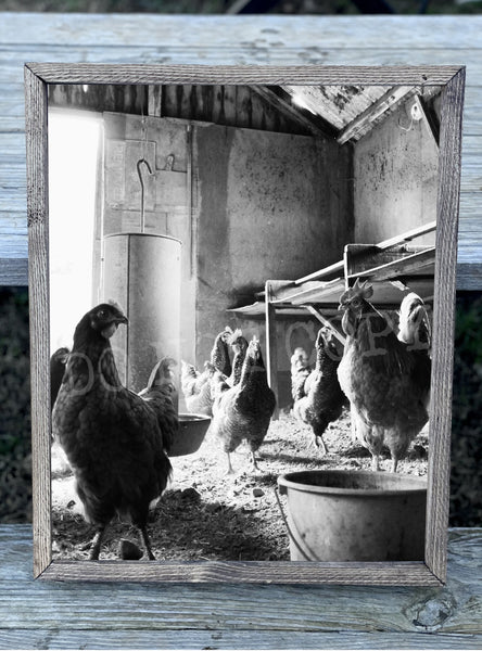 Chicken Group Canvas Print Framed or Unframed