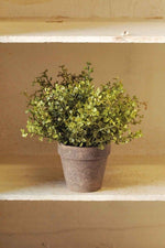 Baby's Grass Potted 9"
