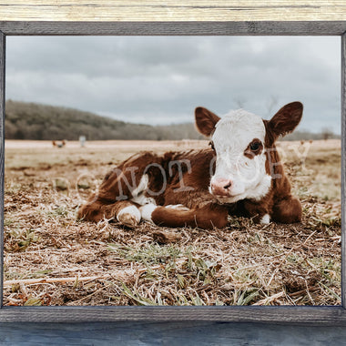 Laying Baby Cow Canvas Print Framed or Unframed