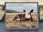 Laying Baby Cow Canvas Print Framed or Unframed