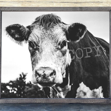 Cow Canvas Print Framed or Unframed