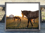 Horses Canvas Print Framed or Unframed