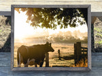 Sunset Cow Canvas Print Framed or Unframed