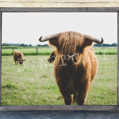 Highland Cow Canvas Print Framed or Unframed
