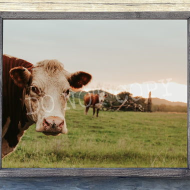 Cows in Pasture Canvas Print Framed or Unframed