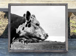 Side View Cow Canvas Print Framed or Unframed
