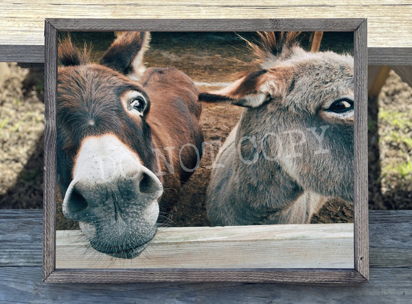 Donkeys Canvas Print Framed or Unframed