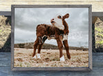 Standing Baby Cow Canvas Print Framed or Unframed