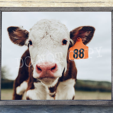 Baby Cow 88 Canvas Print Framed or Unframed